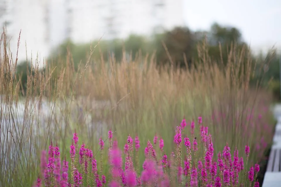 садовники артур лето 3.jpg