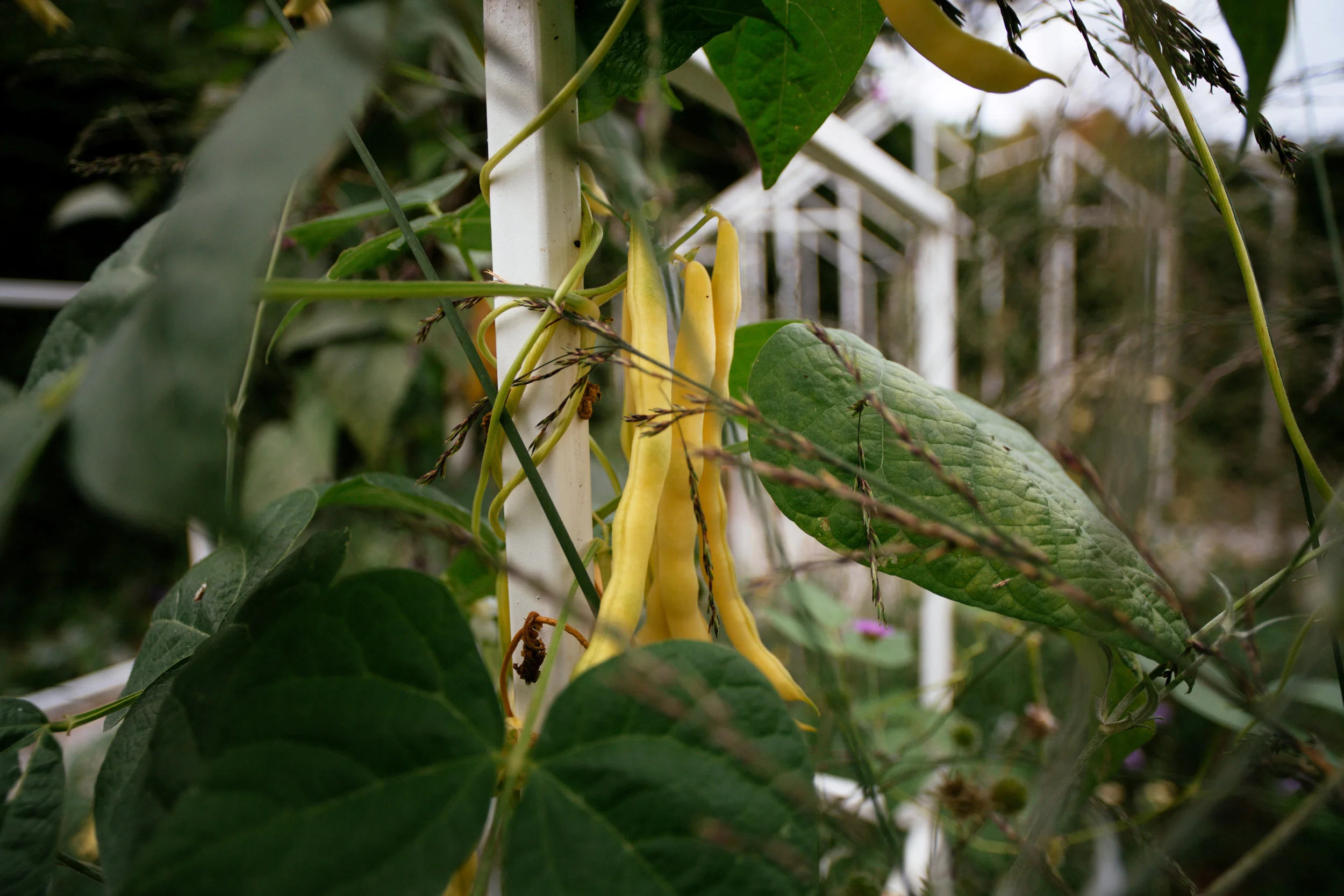 Chaumont-sur-Loire August