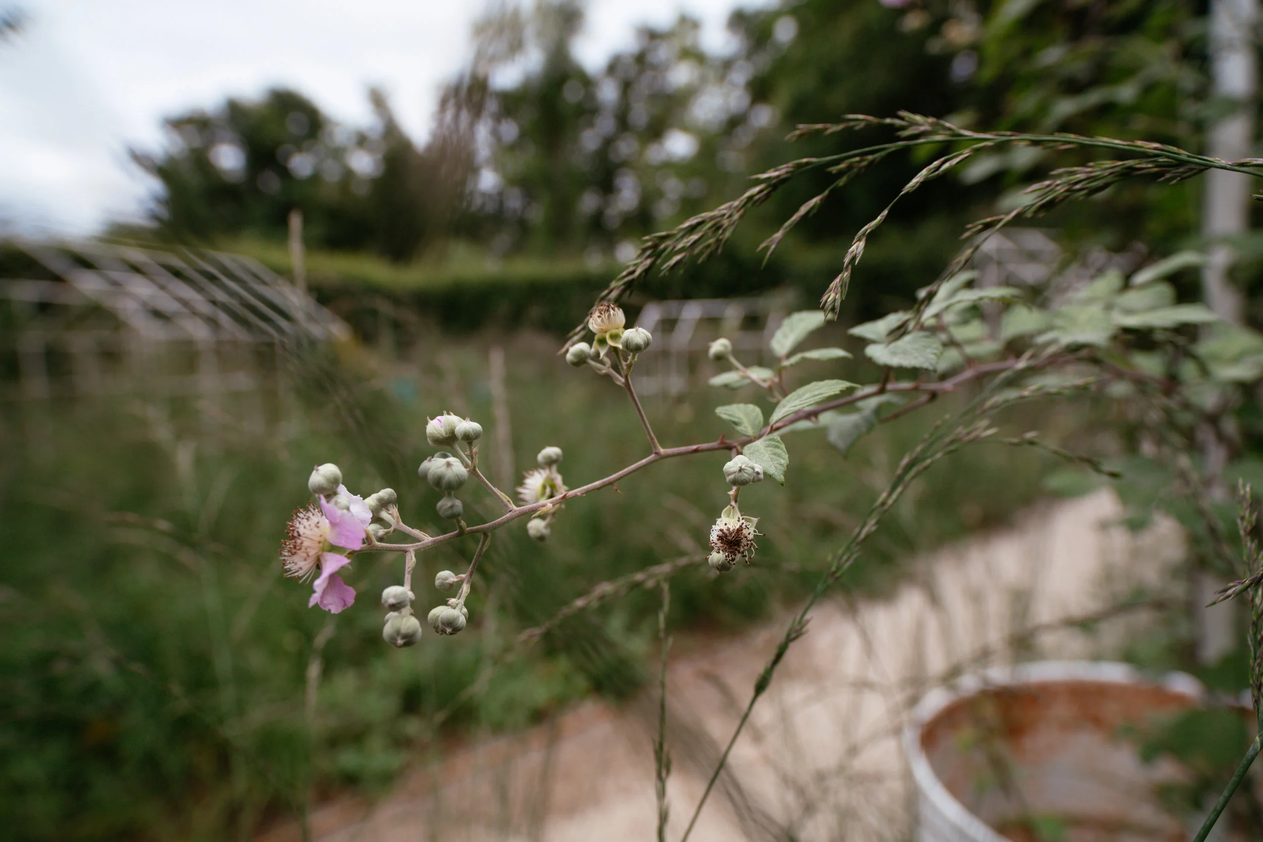 Chaumont-sur-Loire August
