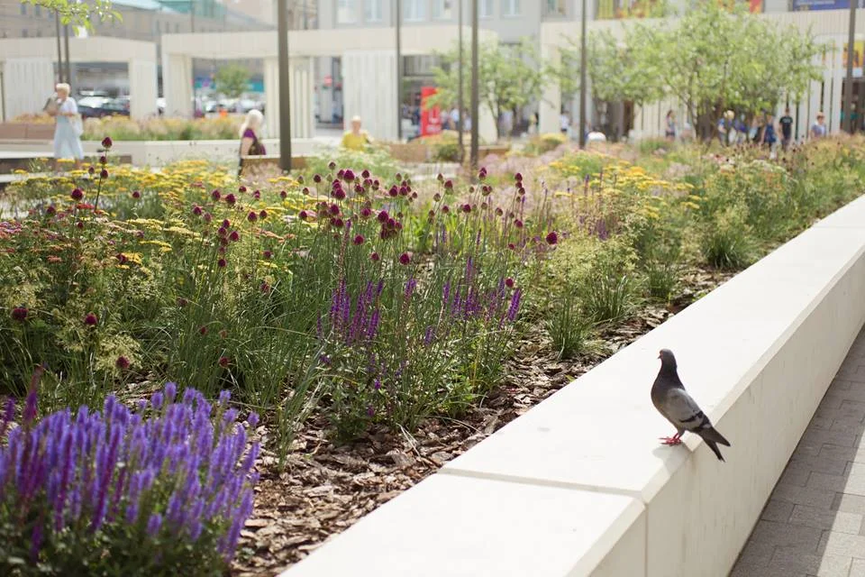 Проект озеленения Триумфальной площади для Buromoscow