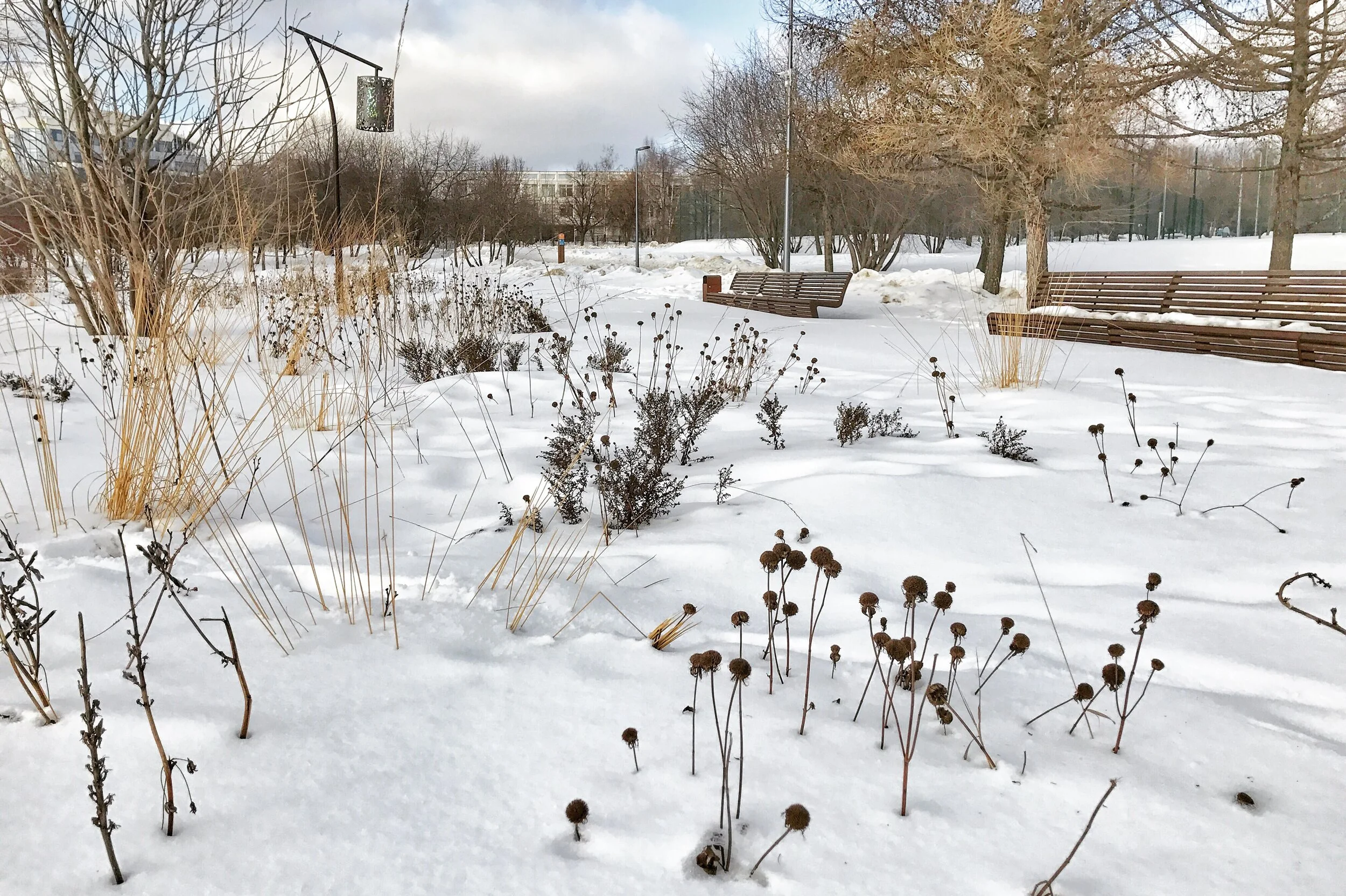 Sadovniki riga garden winter 6.JPG
