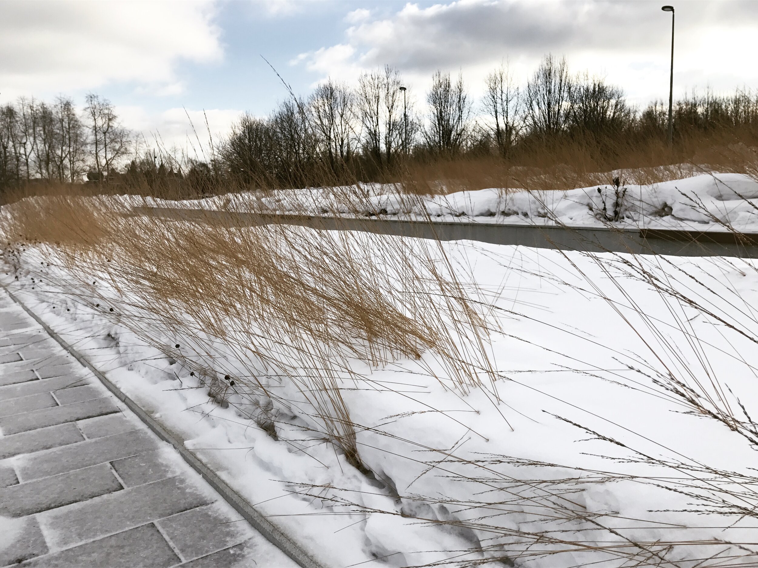 Sadovniki riga garden winter 5.JPG
