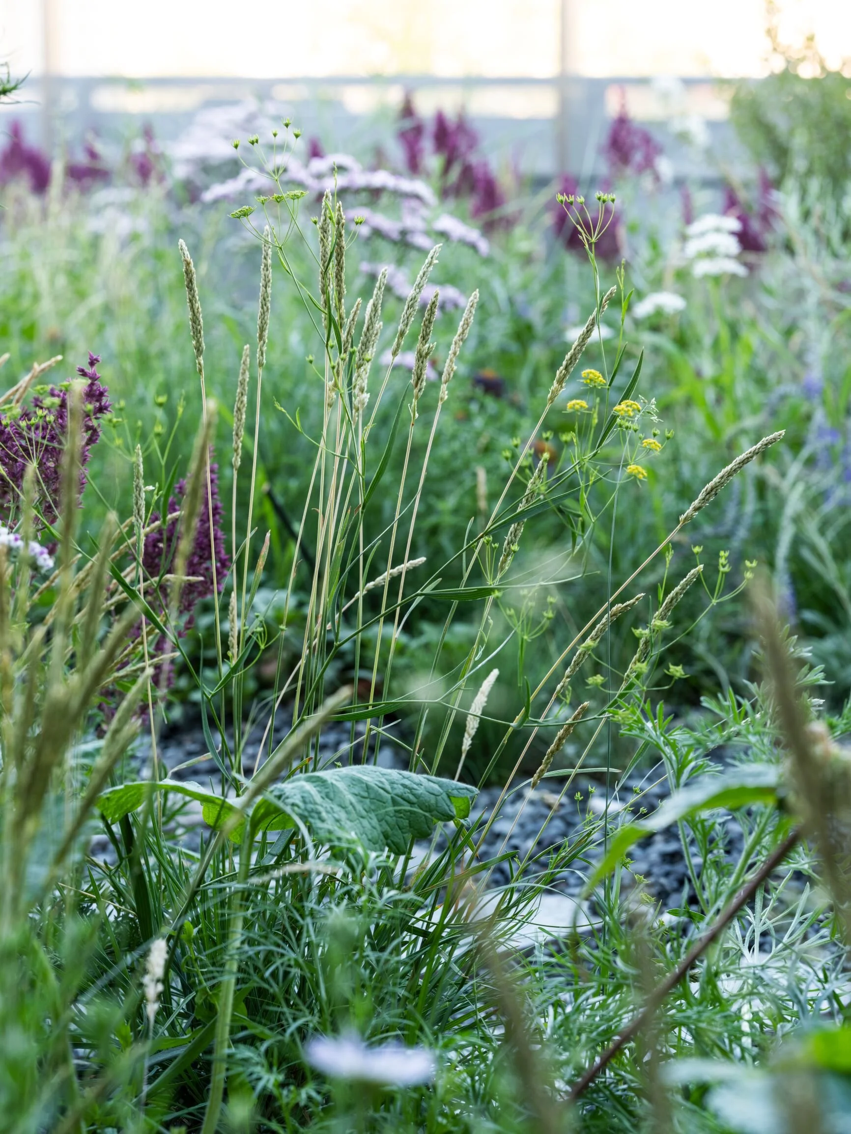 polyanka small_DSF4422.JPG