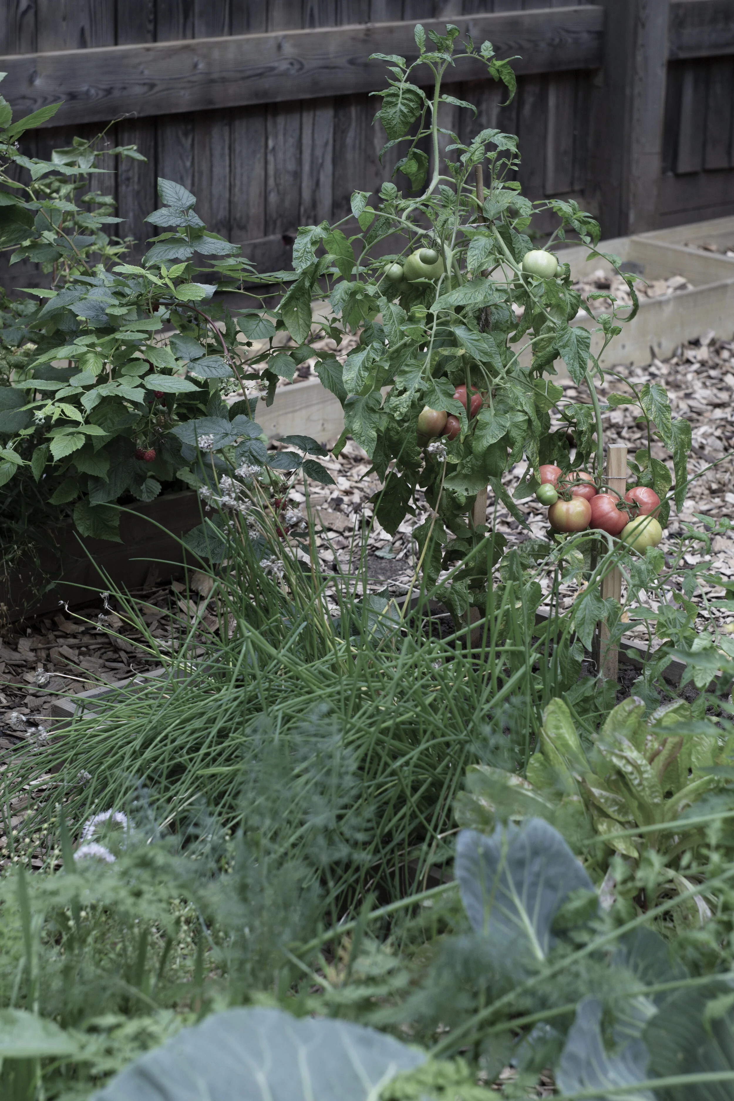 IMGL7766 tomatoes.jpg