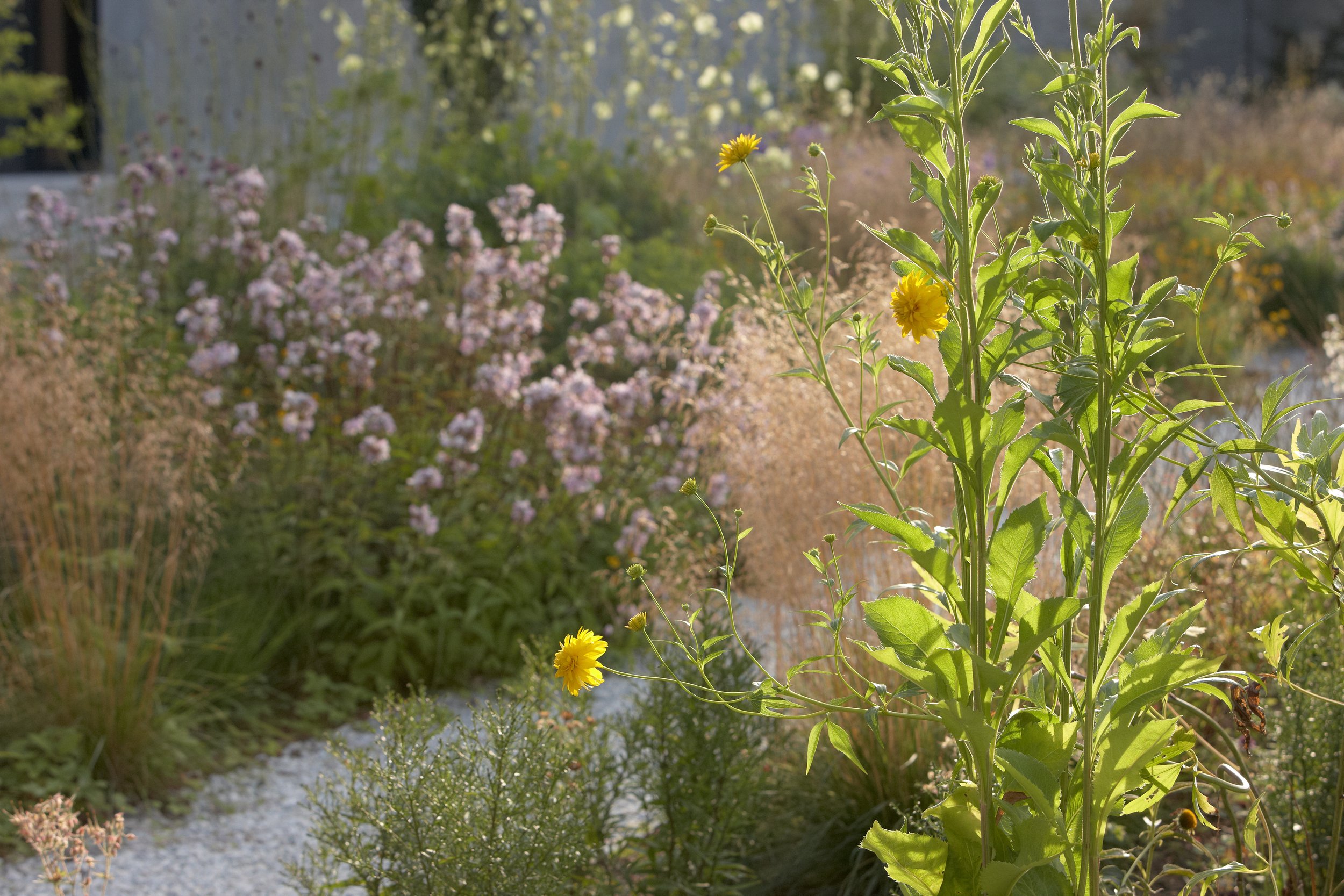 meadow 2.jpg