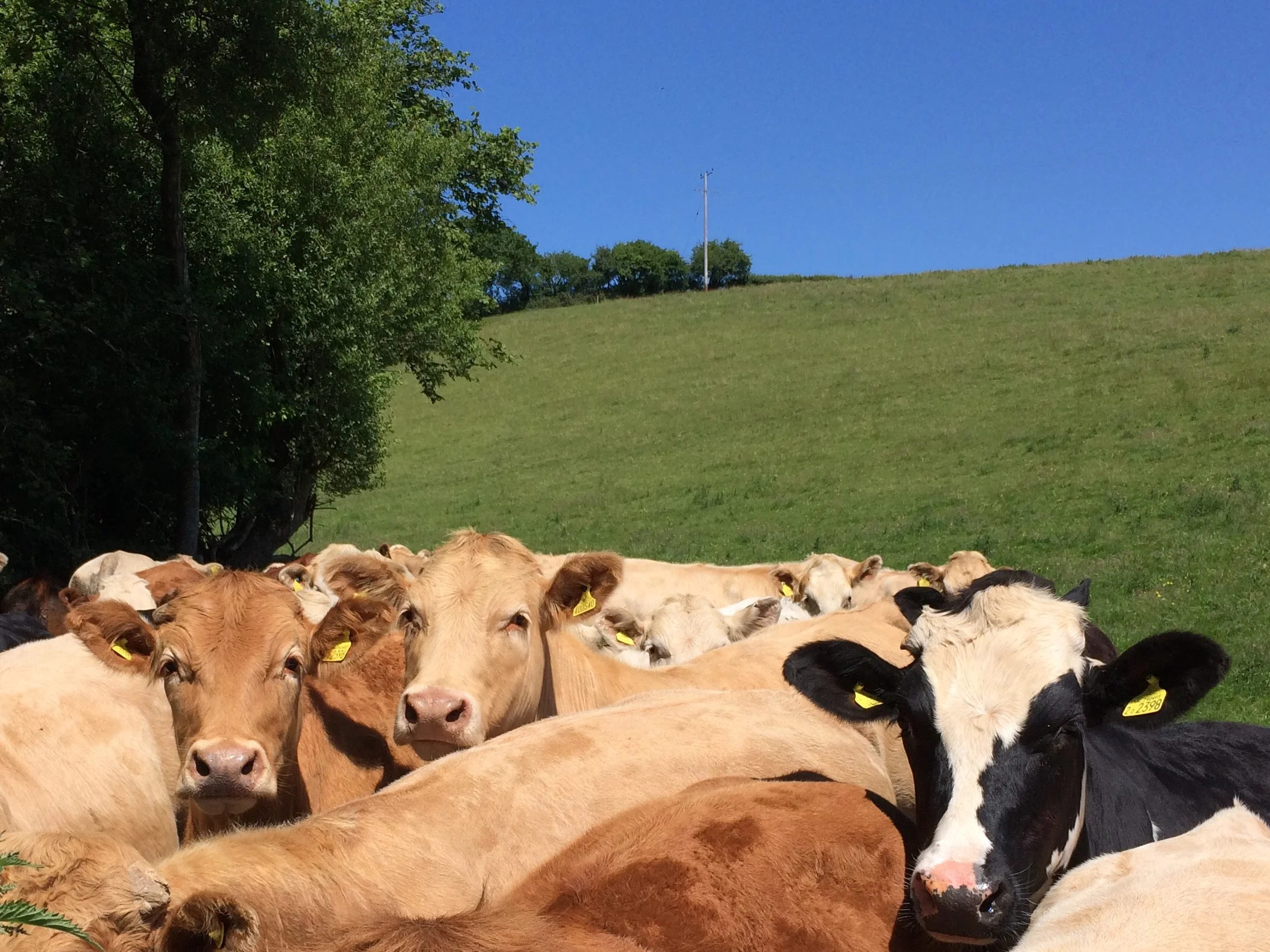 Photo 18-06-2017-3.jpeg