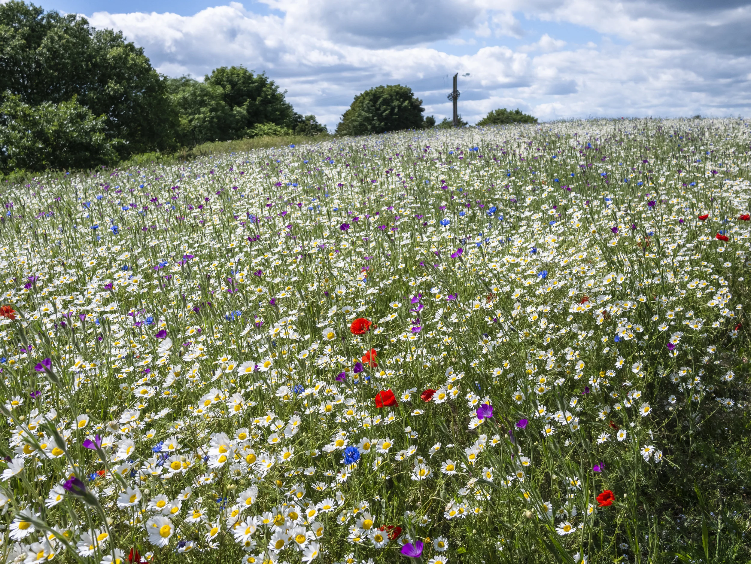 hill flowers-1.JPG