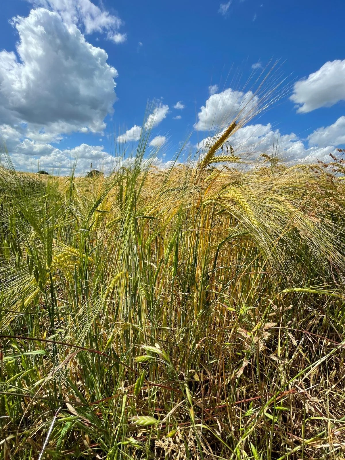 WhatsApp Image 2022-06-25 at 2.40.50 PM.jpeg