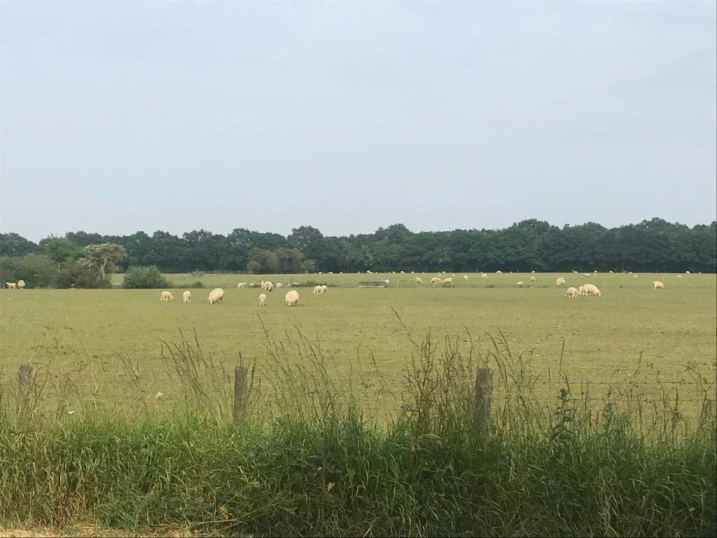 WhatsApp Image 2023-06-20 at 15.17.59 (1).jpeg