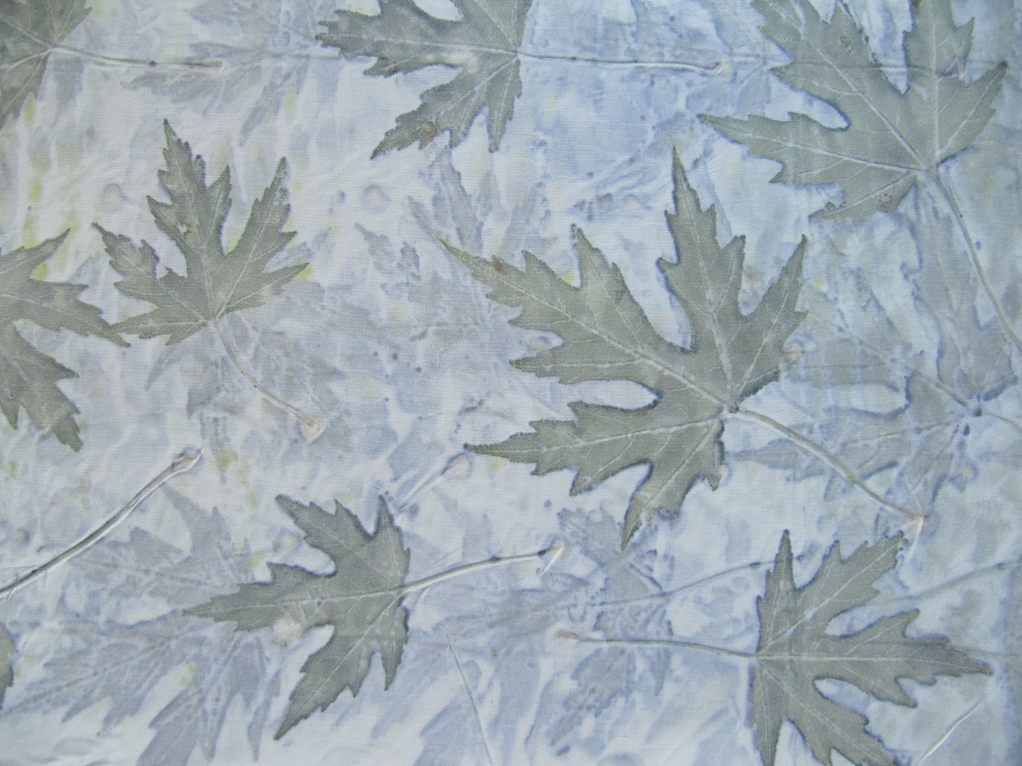 Silver Maple Eco Print on Silk Broadcloth