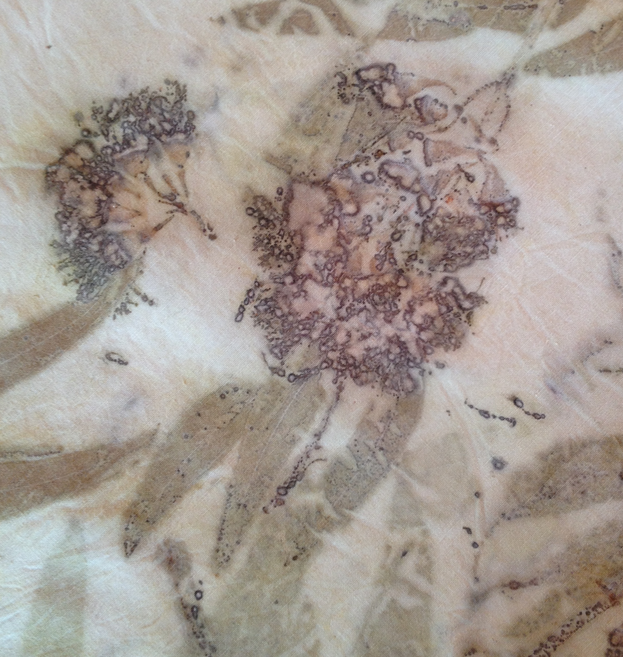 Eucalyptus sideroxyion leaves and blossoms on organic cotton muslin cold mordanted with aluminum acetate, iron and copper.
