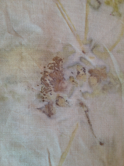 Close up of Eucalyptus sideroxyion blossom on mordanted spun silk broadcloth.