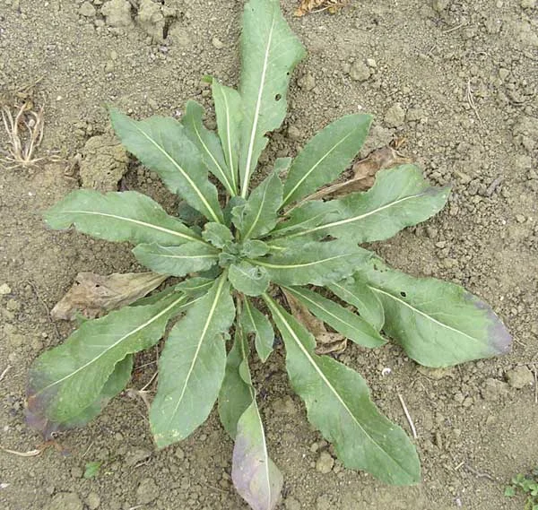 Woad - Isatis tinctoria .