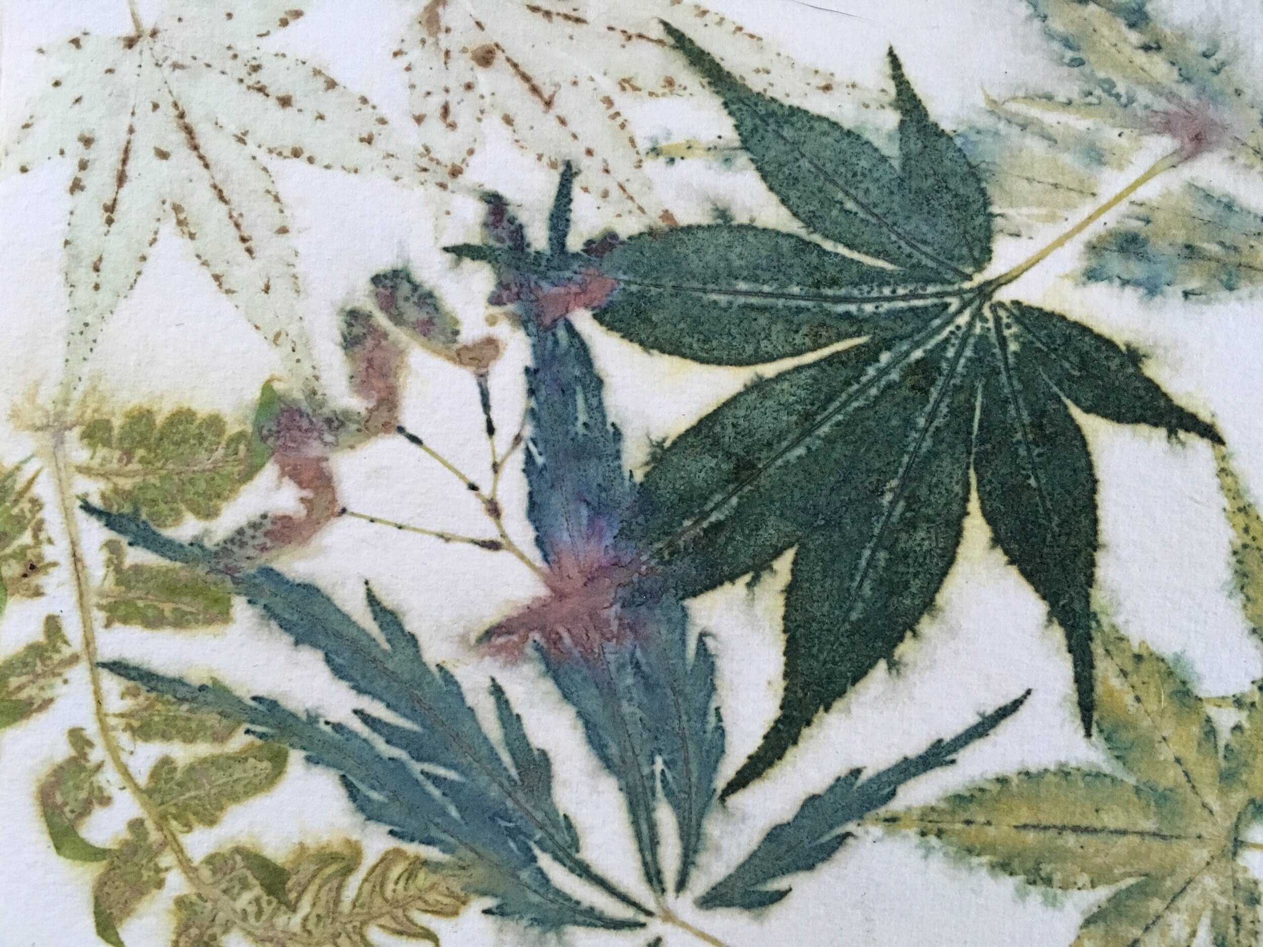 Japanese+Maple+leaves+and+samaras%2C+bracken+fern+on+paper.jpg