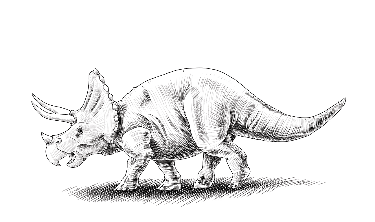 triceratops jason muhr.jpg