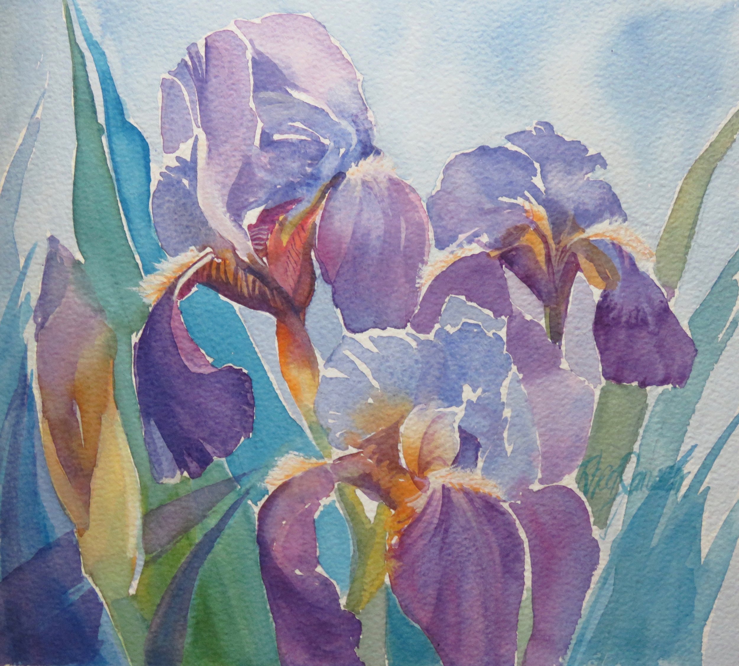   Iris    watercolour   $200   