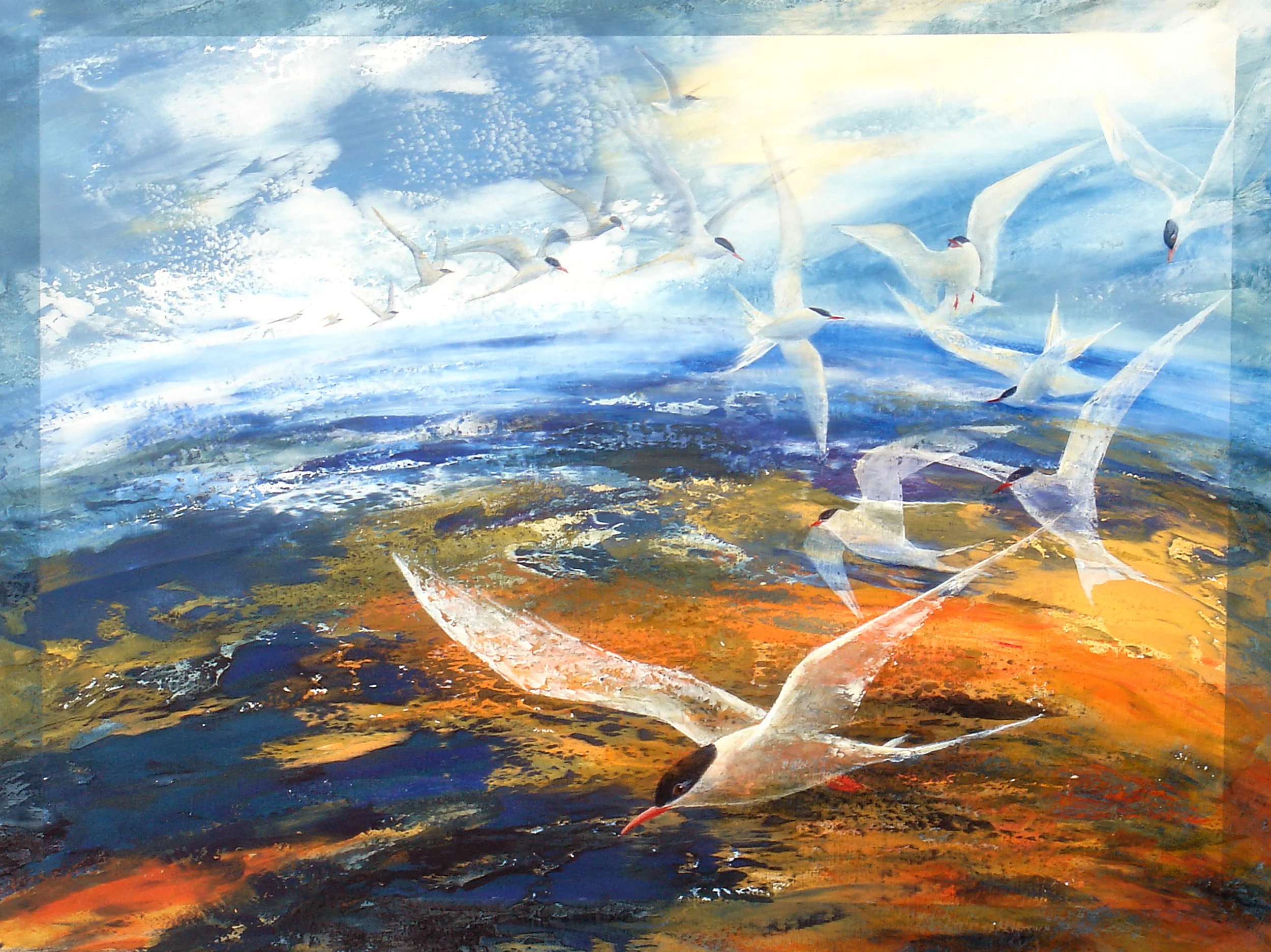 arctic tern global migrant.jpg