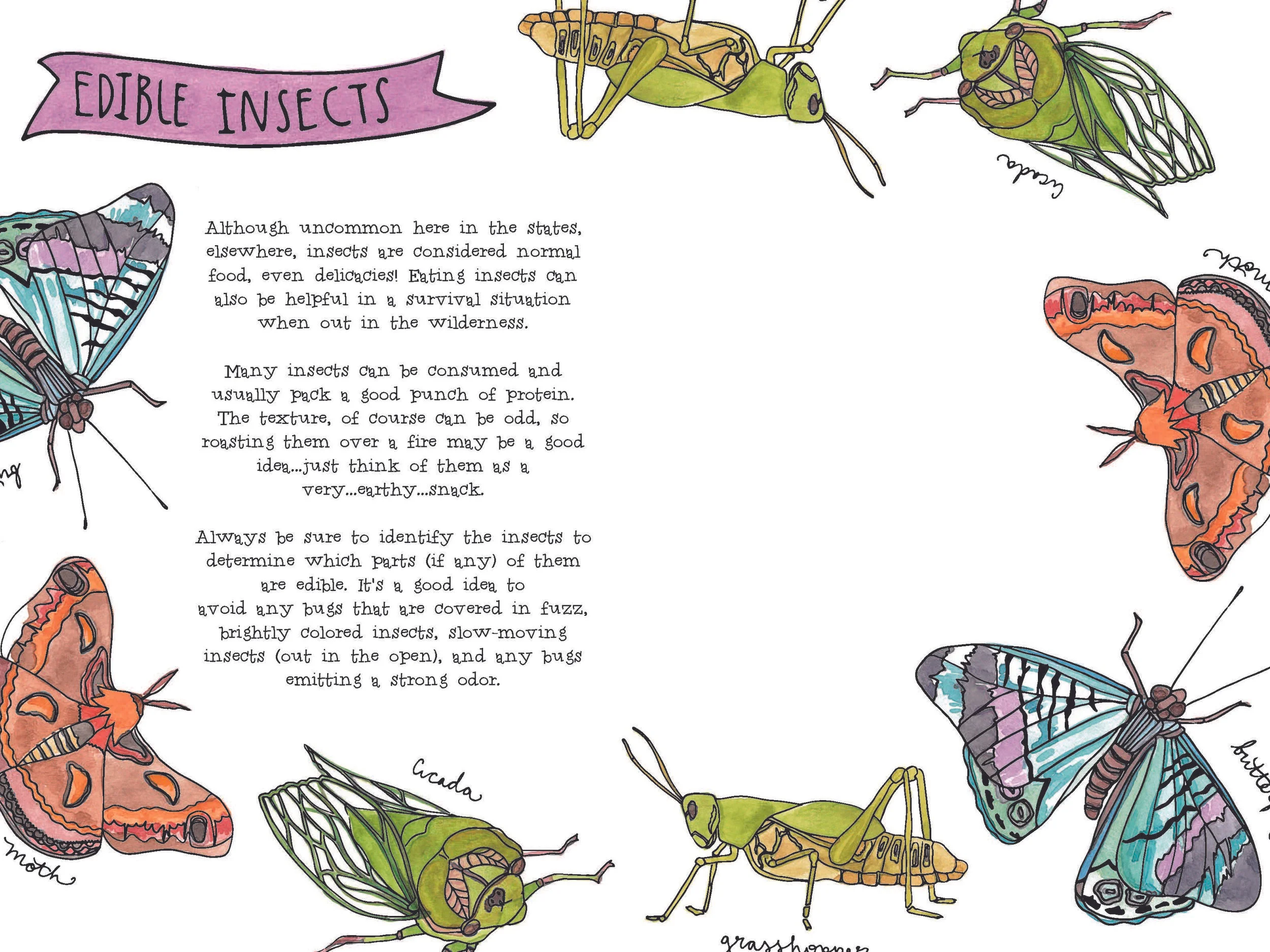 insects.jpg