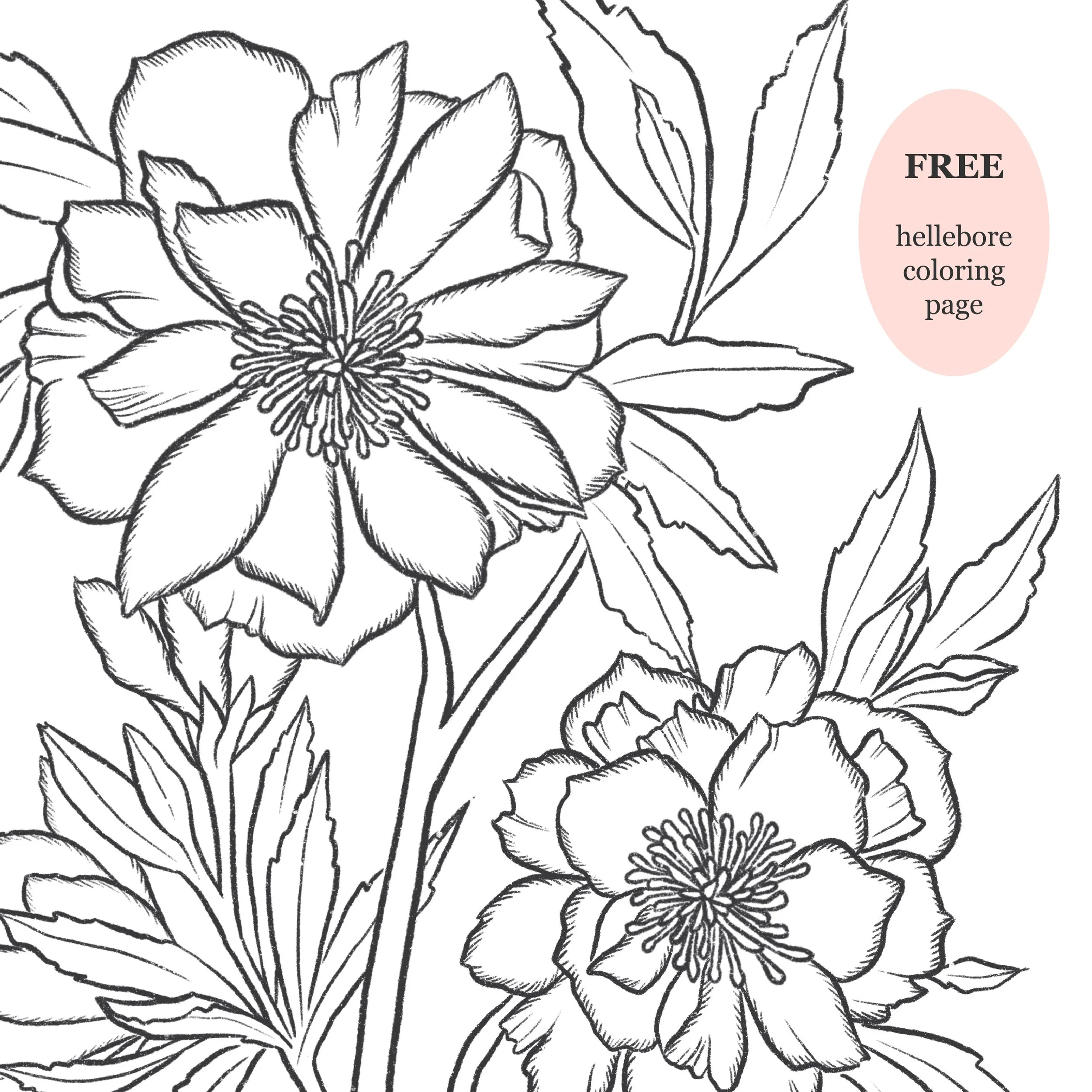 Hellebore Coloring Page