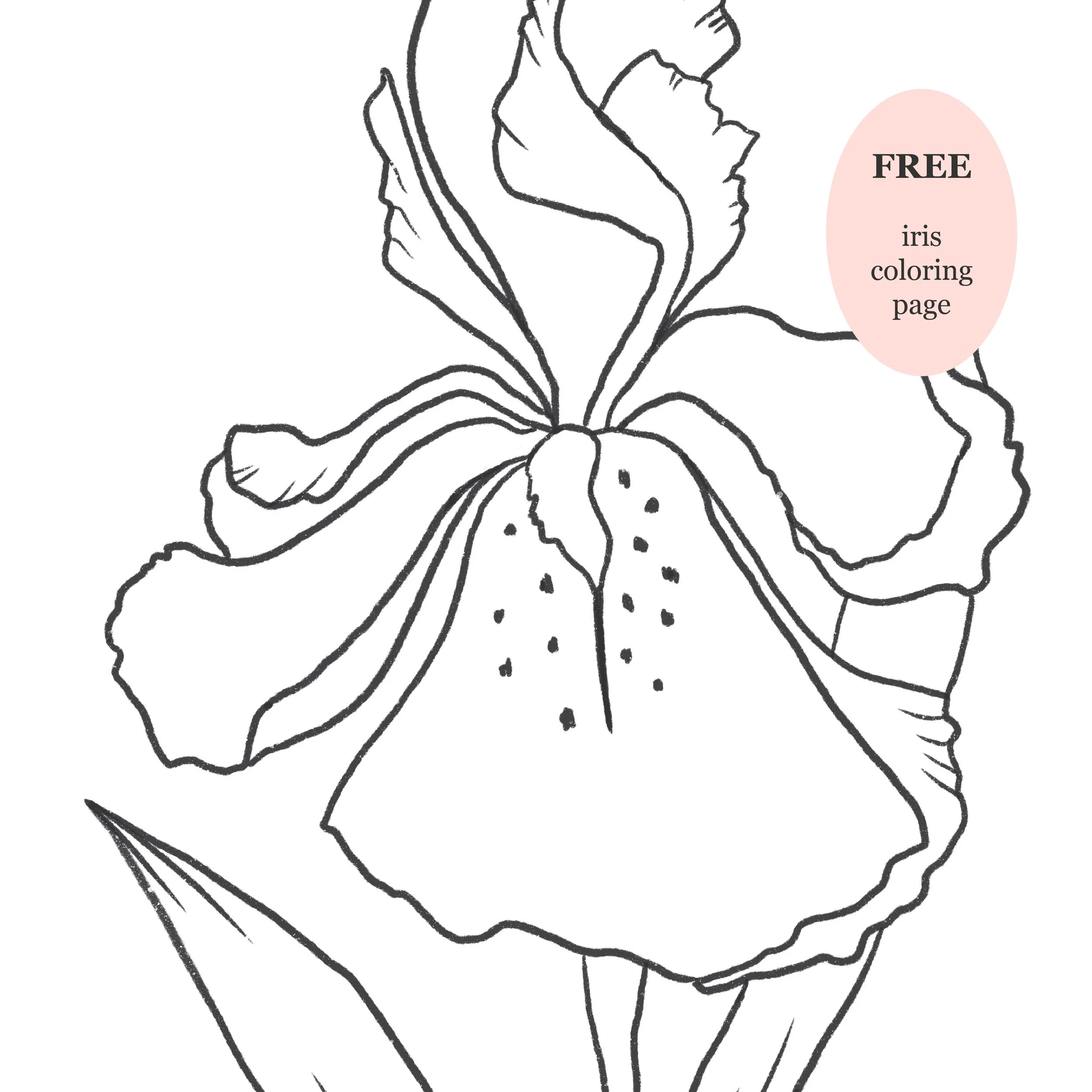 Iris Digital Download