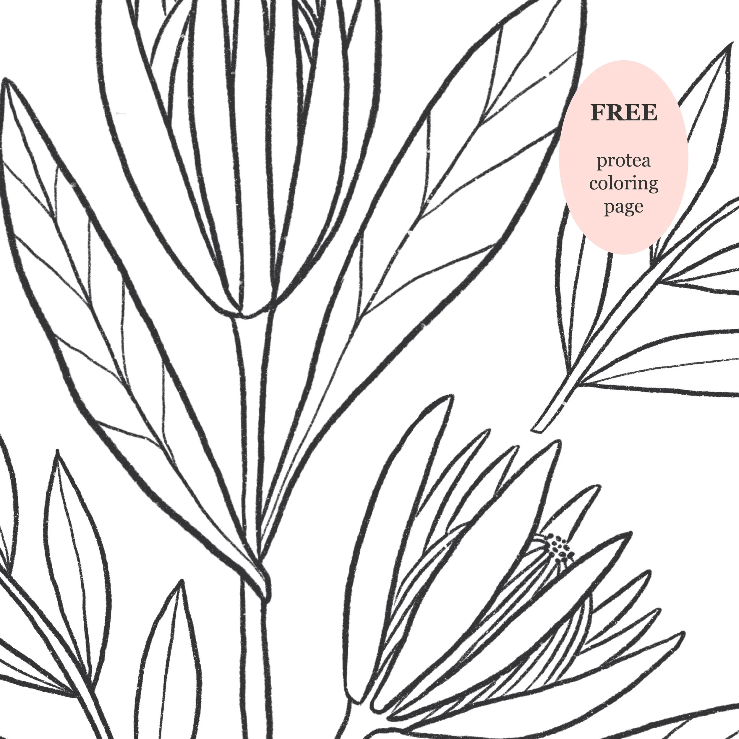 Protea Digital Download