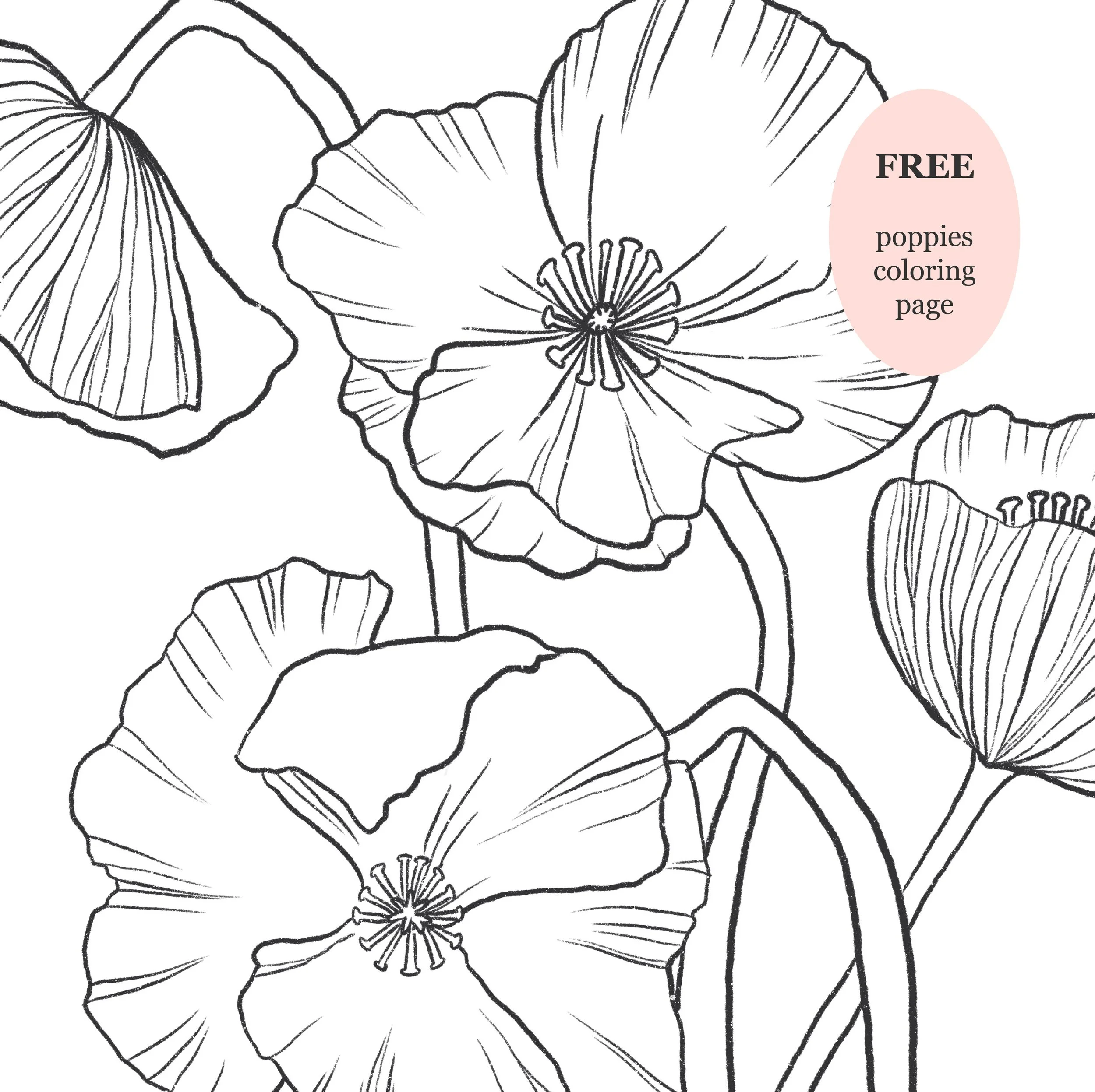 Poppies Digital Download