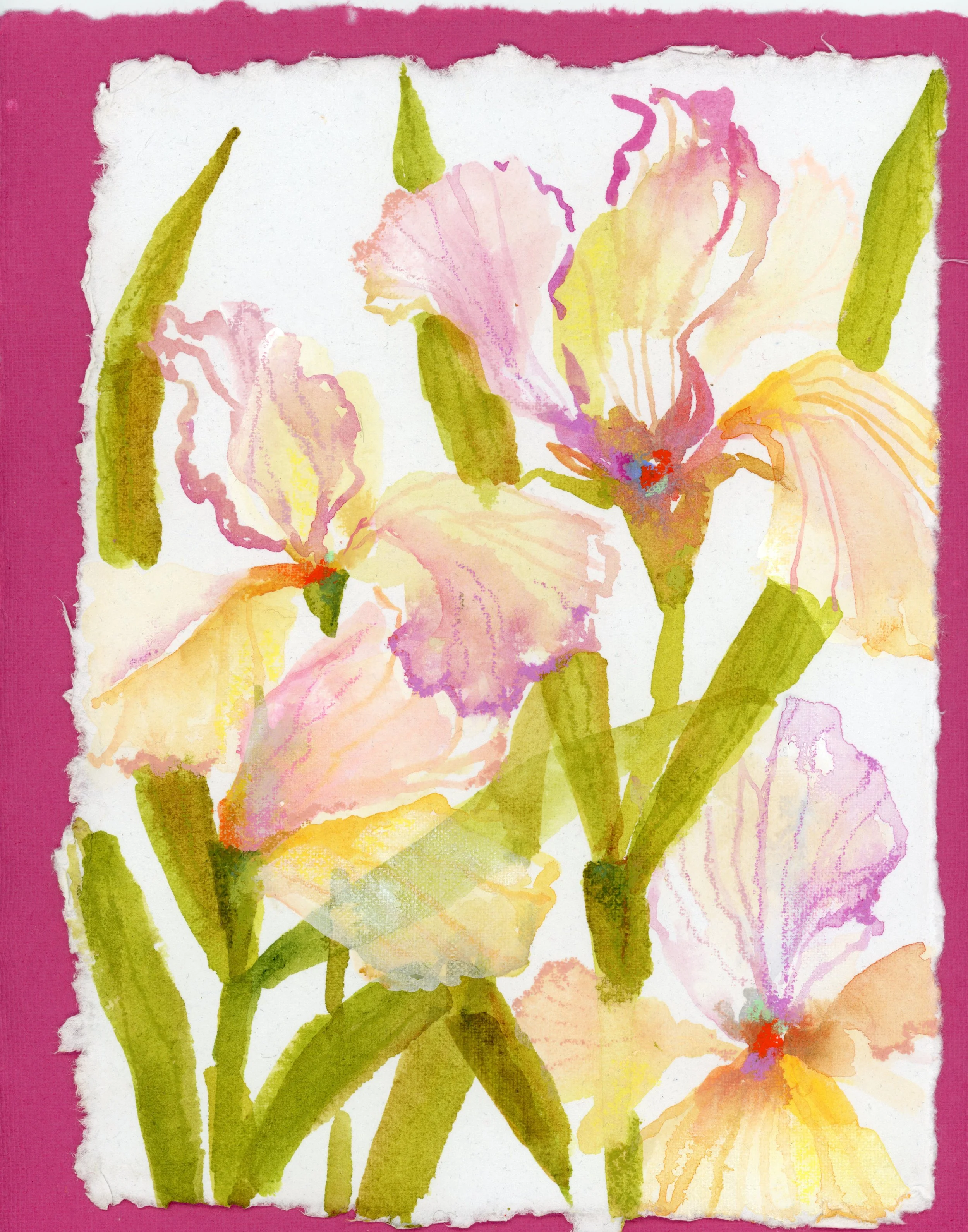 Iris on Magenta