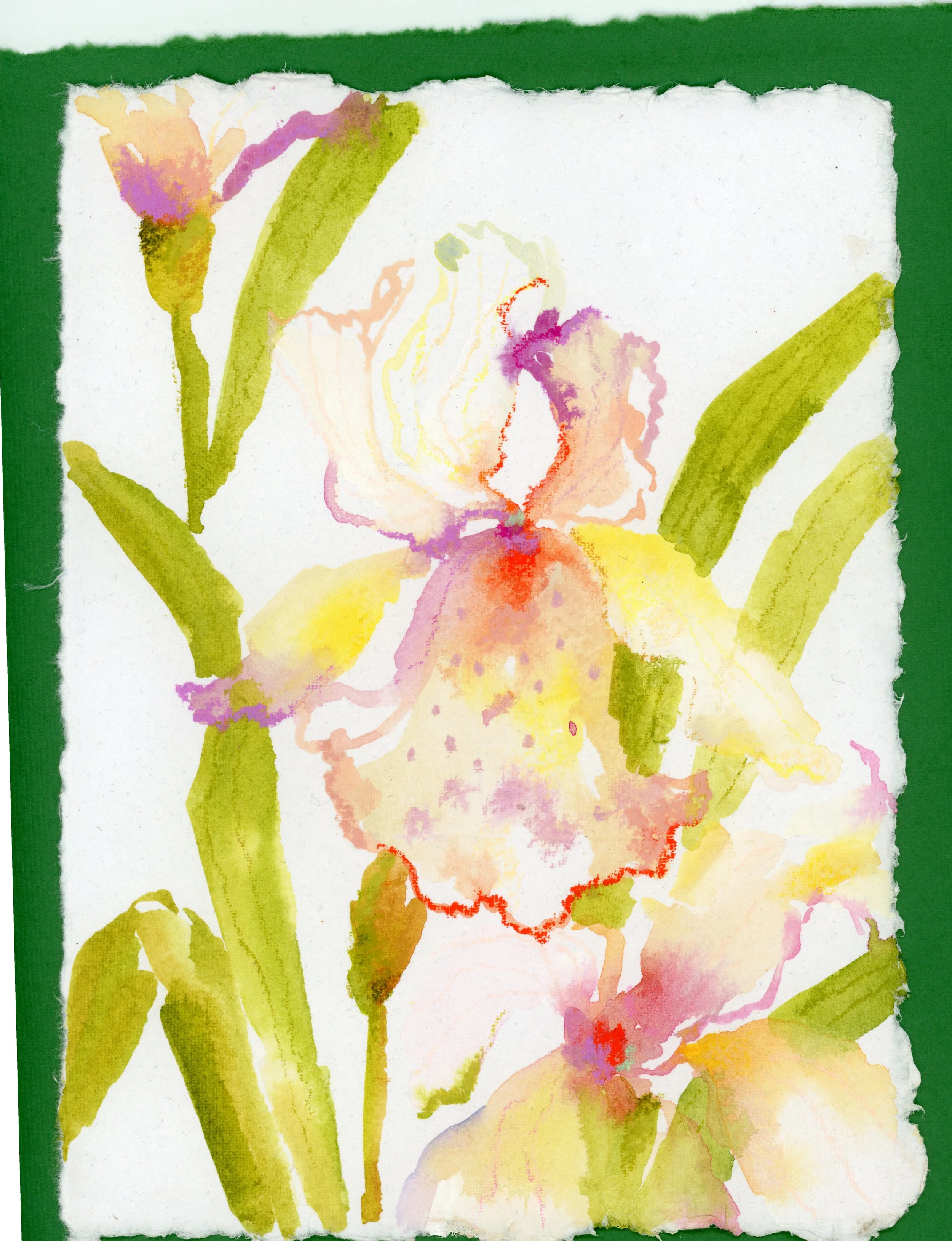 Iris on Emerald