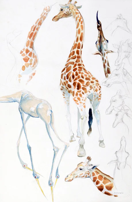 Giraffe Study (Lincoln Park Zoo)