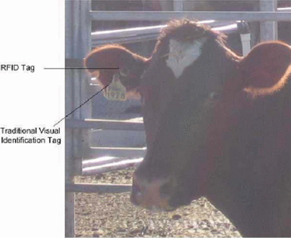 Exhibit 1. NLIS RFID Tag on Livestock