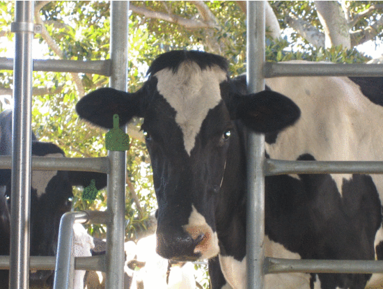 Fig. 2. Cow bearing an Australian National Livestock Identification System (NLIS) RFID tag on its ear. The cow's identity is automatically detected as it goes through the drafting gates and the appropriate feed is provided for the cow based on historical data on its milk yields. Courtesy of Adam Trevarthen.