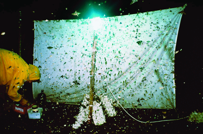 Moths are positively phototactic. Cockroaches are negatively phototactic, which means they search for dark spots and crevices. Humans are like moths—they are drawn to the light. But video games can change that. Many gamers who are addicted don't know the difference between light and dark, save for the light emitting from their screen. (Photo courtesy of Wikimedia Commons/Accassidy.)