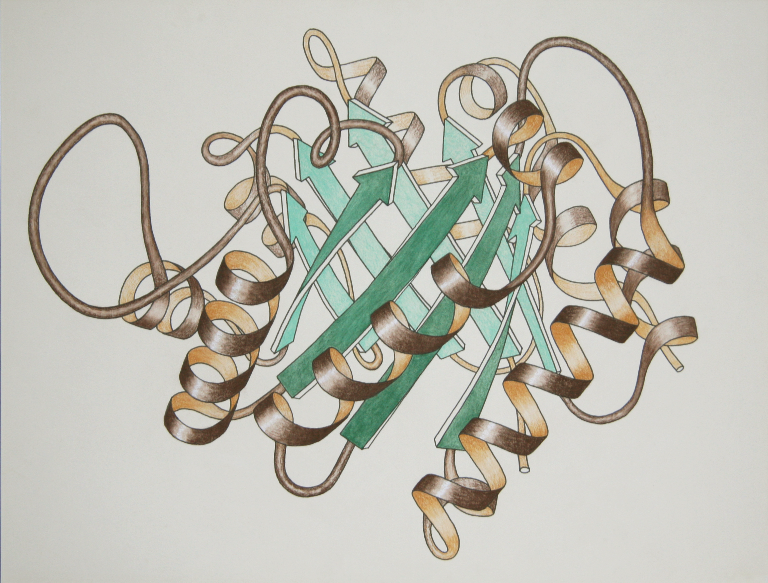 Ribbon schematic (hand drawn & colored, in 1981) of the 3D structure of the protein triose phosphate isomerase. The barrel of 8 beta-strands is shown by green arrows and the 8 alpha-helices as brown spirals. By Jane Richardson.