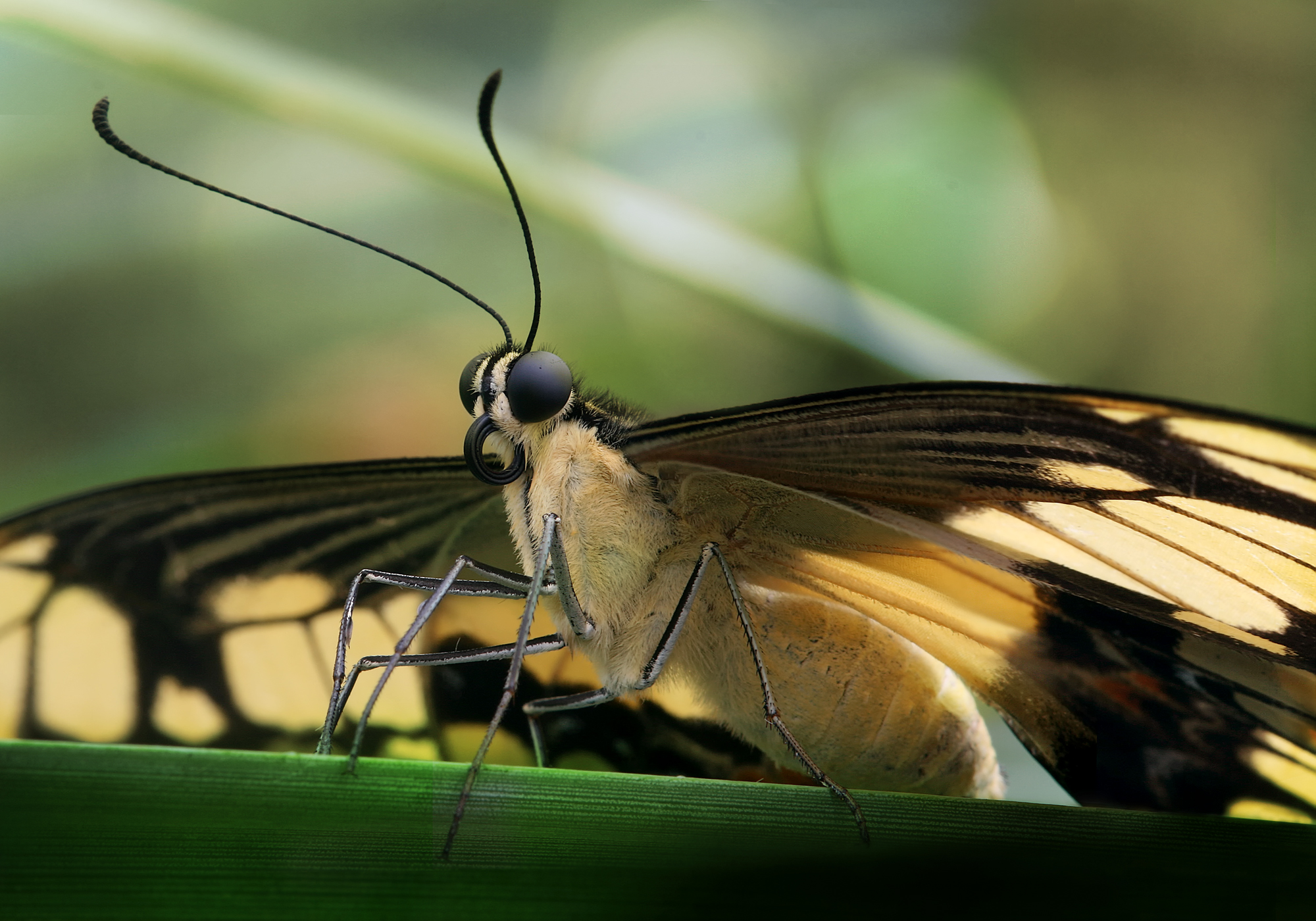 Helioconius_sp_Richard_Bartz.jpg