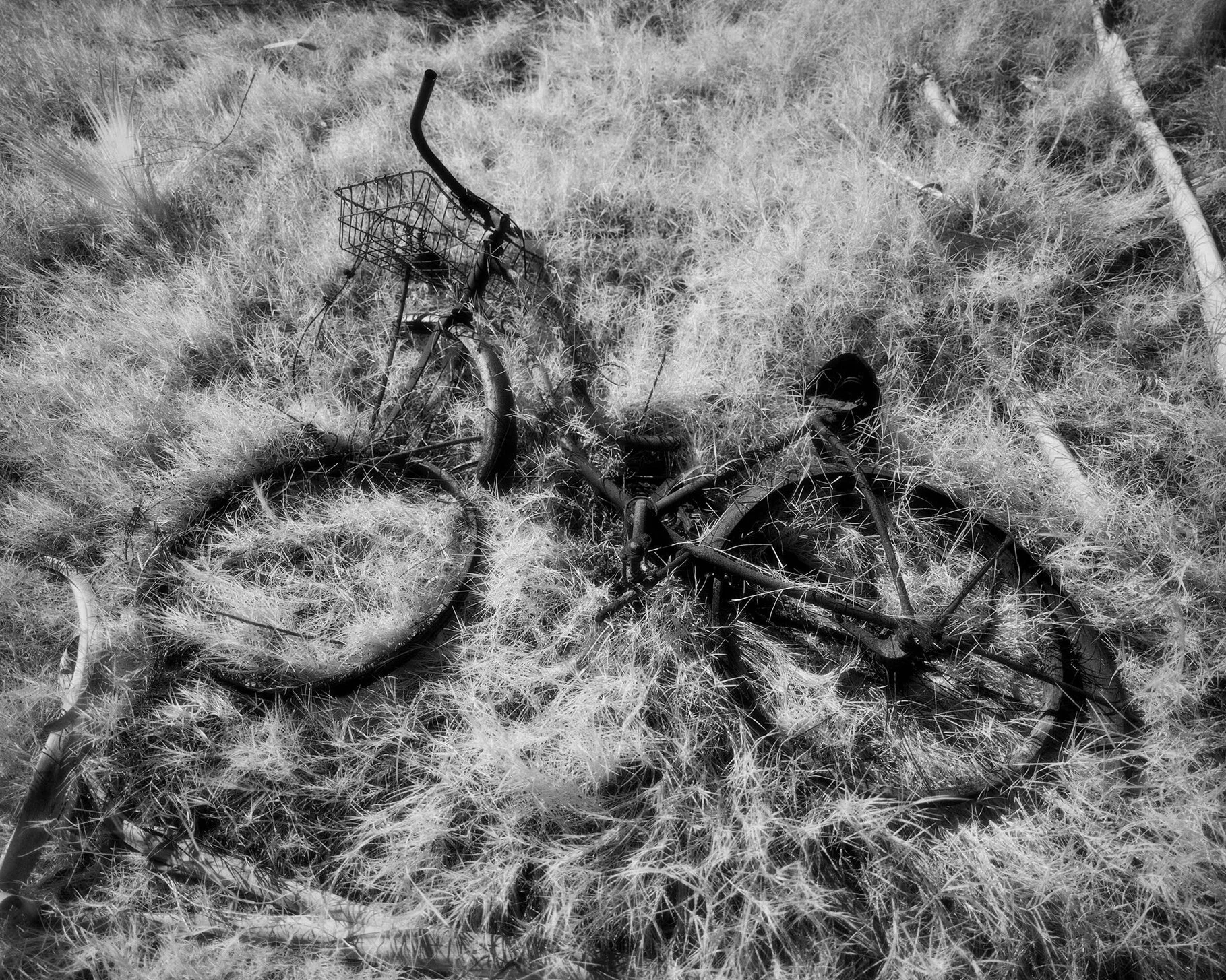 Bike 42x52 inches Photography Cody Brothers .jpeg