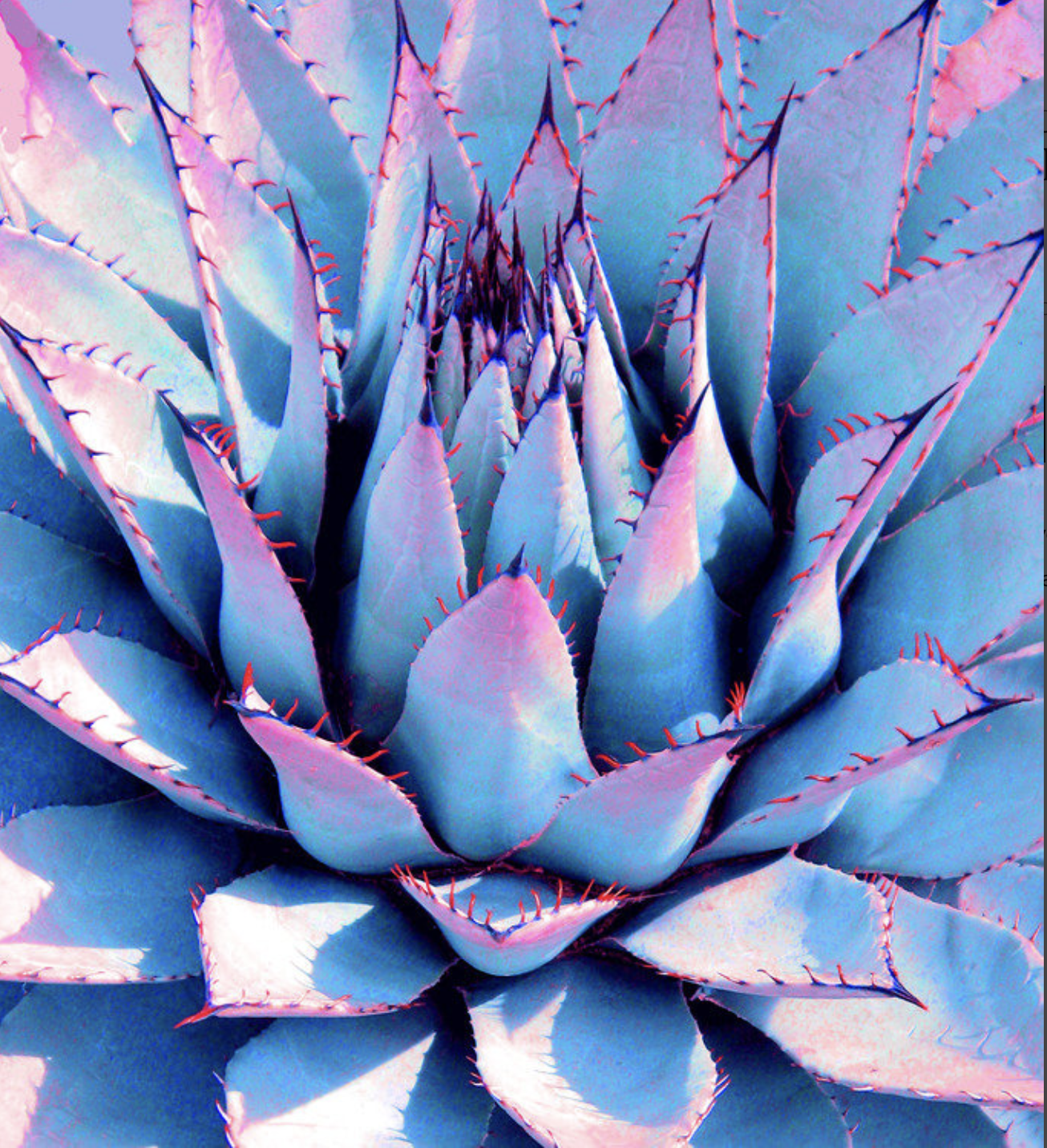 Agave Lotus Unfolding - Blue