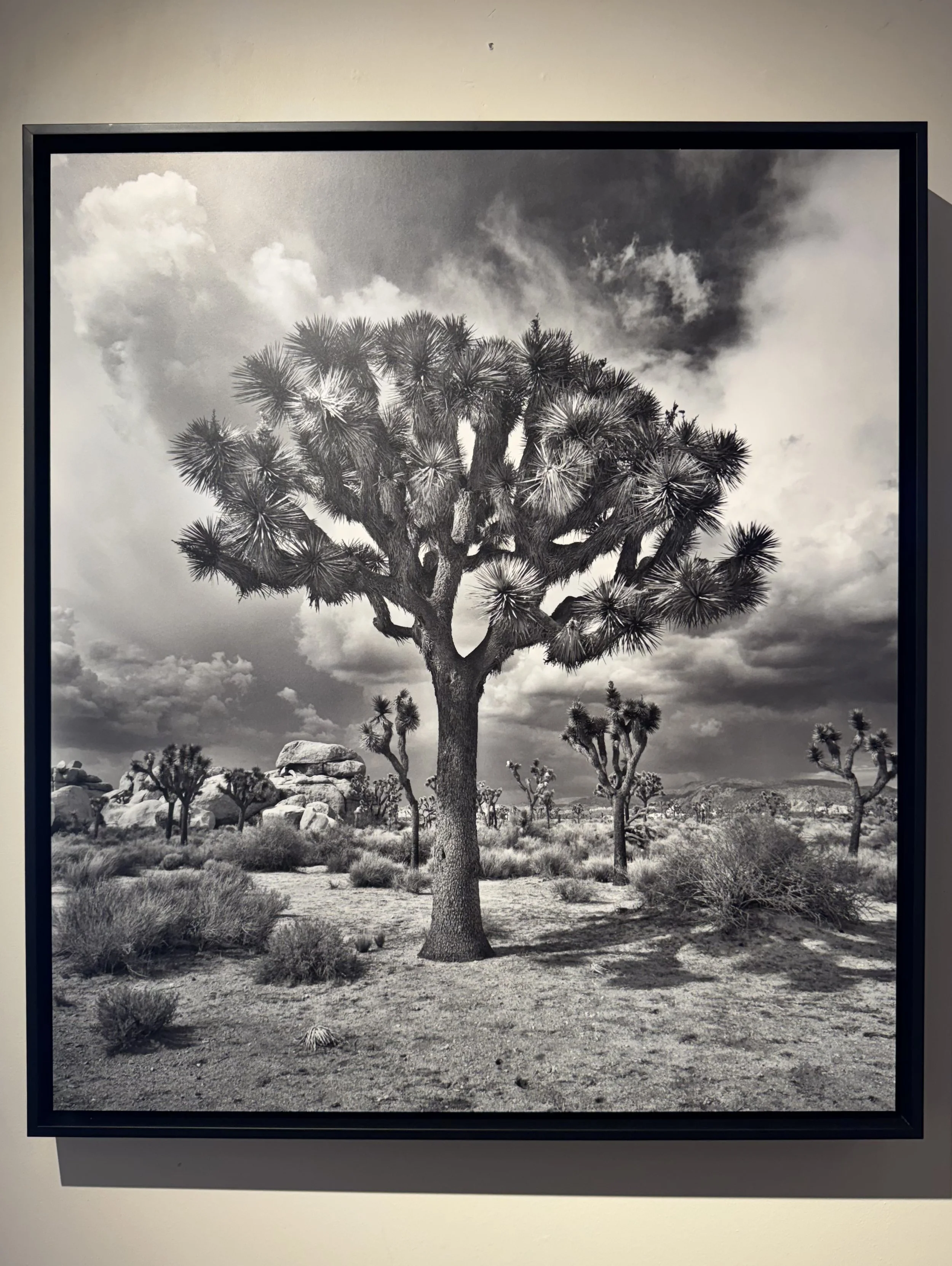 Joshua Tree