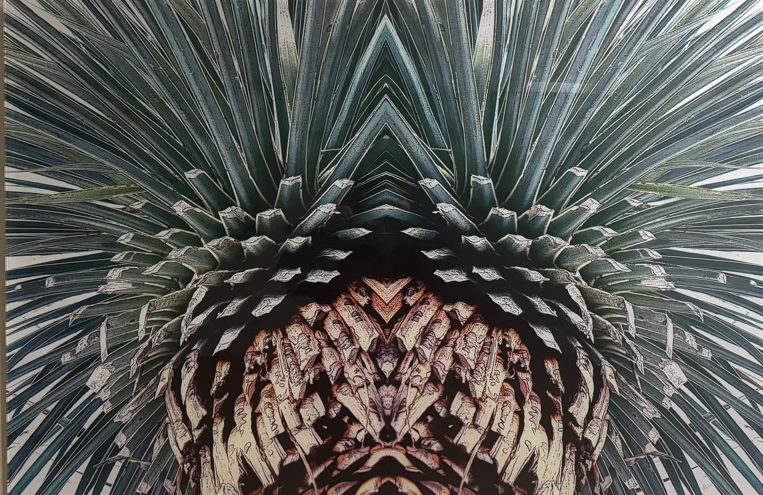 Yucca Fused