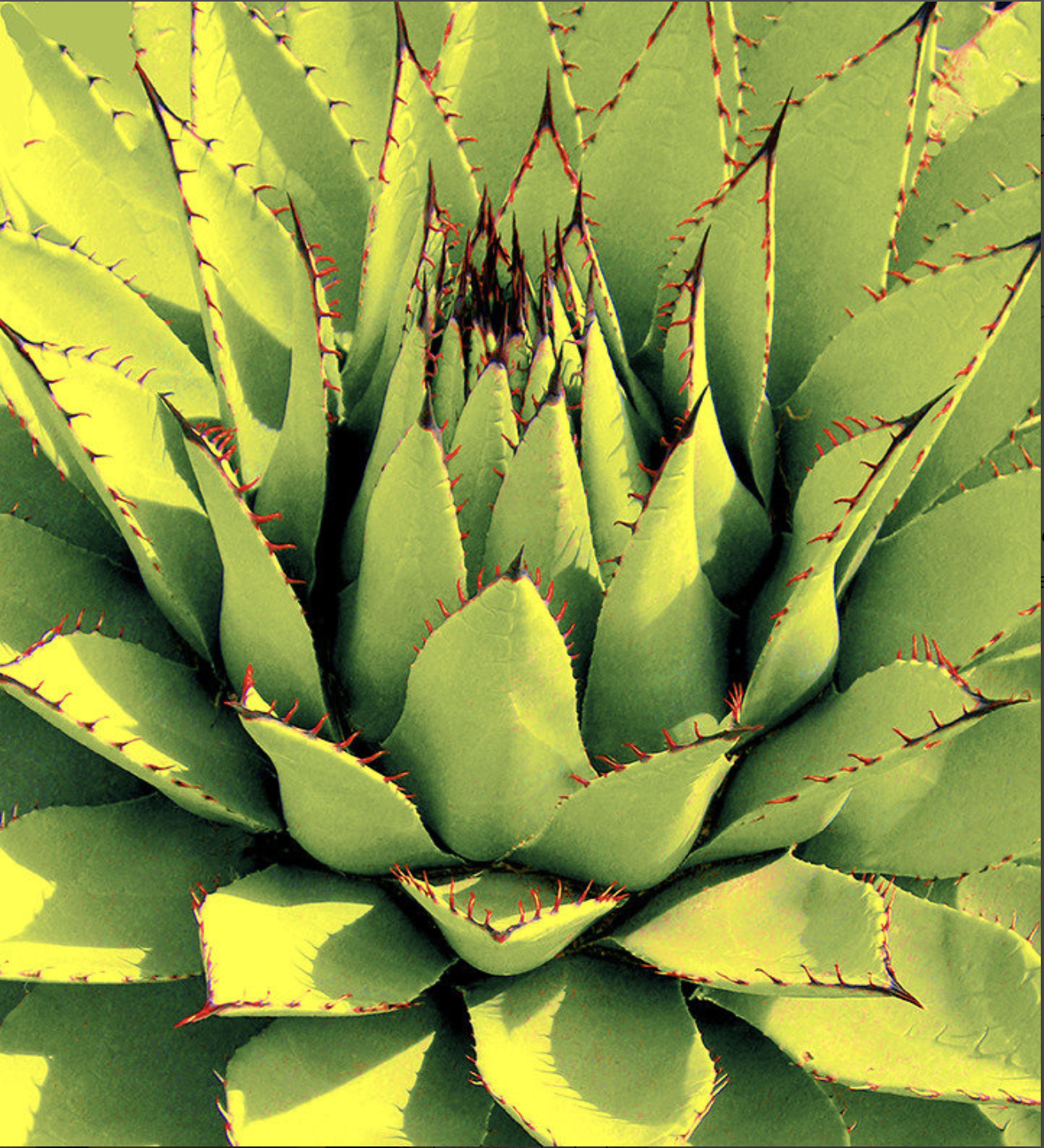 AgaveLotisUnfolding-Photography-15.5x17inches-1000.png