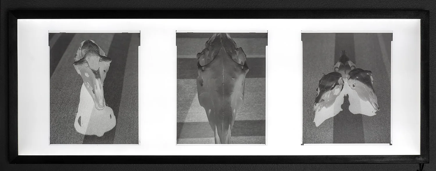 LightBox.jpg