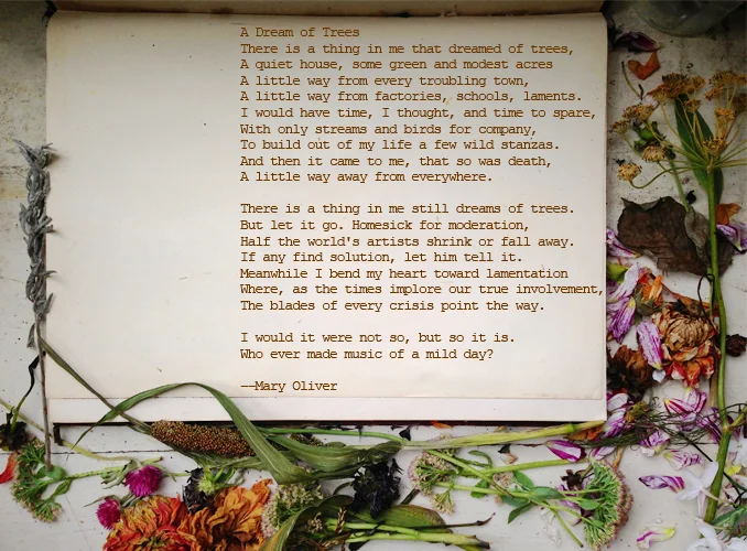 poem > a dream of trees by mary oliver for the petals on paper book
