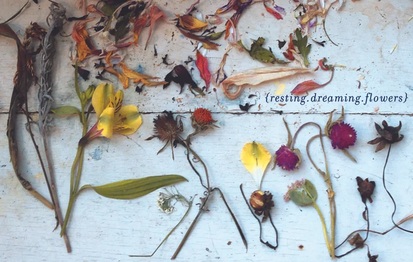 collage > what do the flowers dream about?