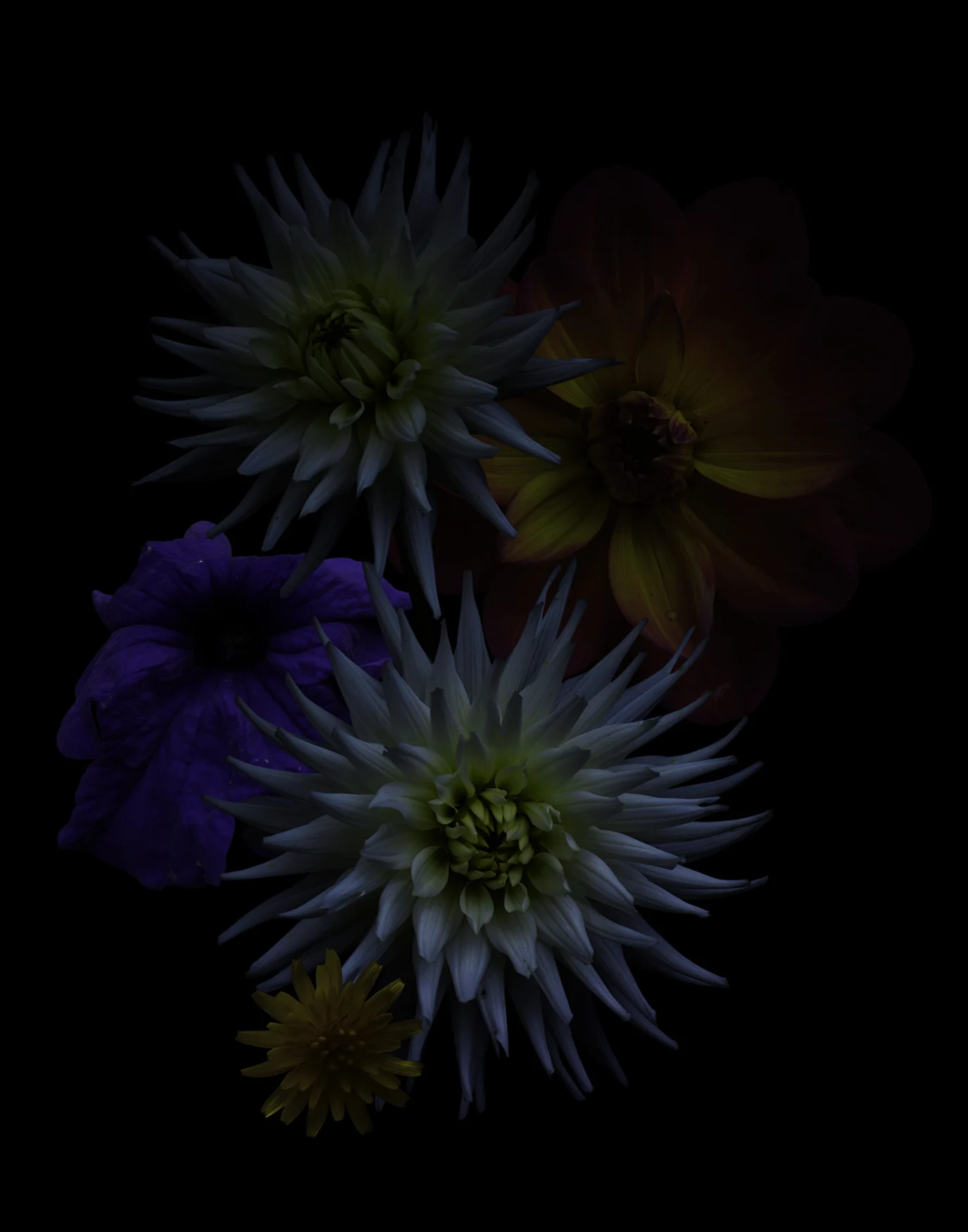 Flaura_01a.jpg