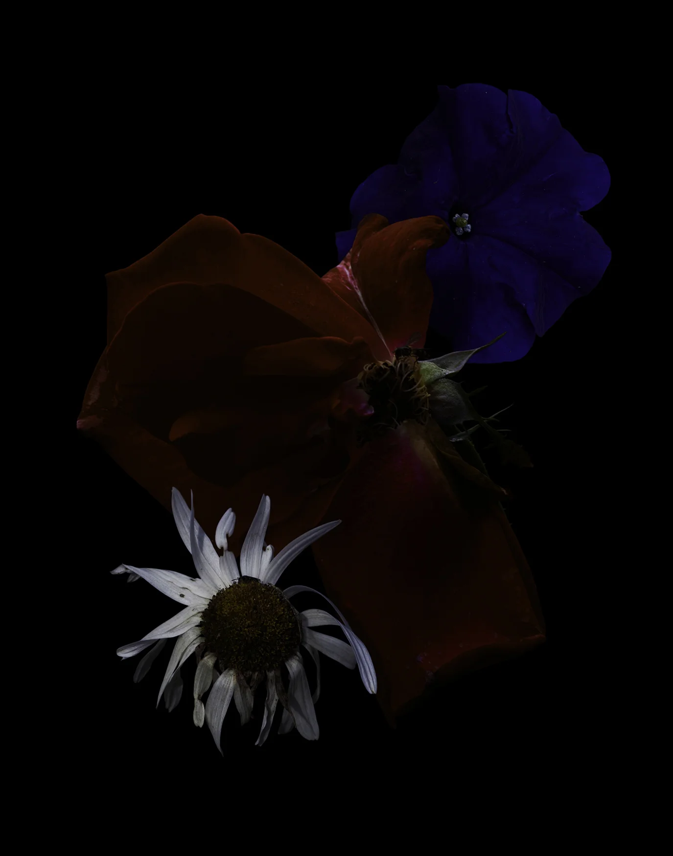 Flaura_04a.jpg