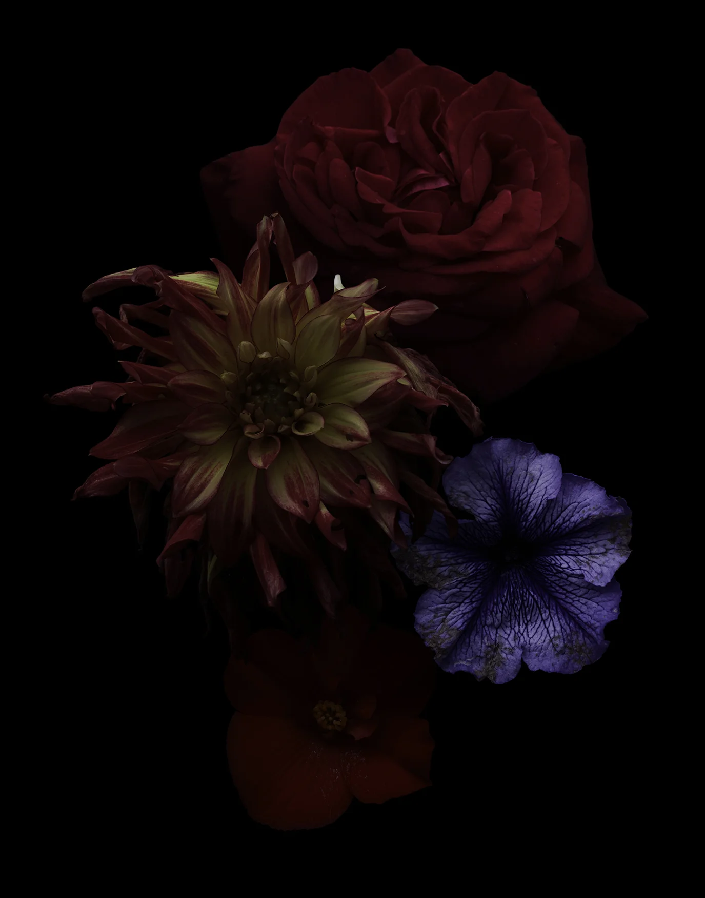 Flaura_06a.jpg