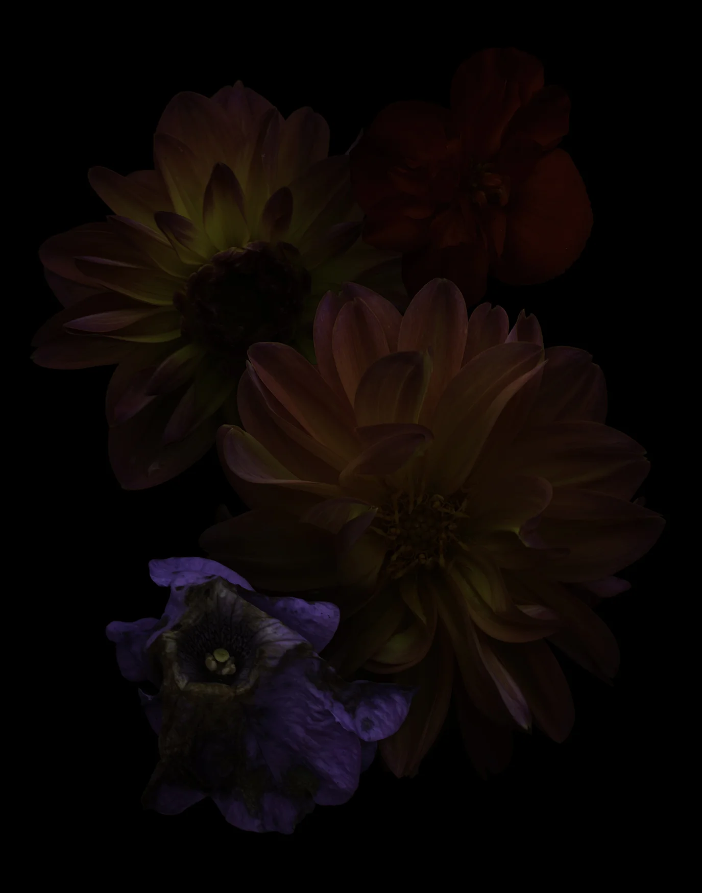 Flaura_07a.jpg