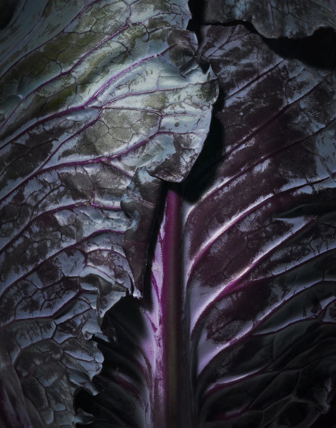 Cabbage_02.jpg