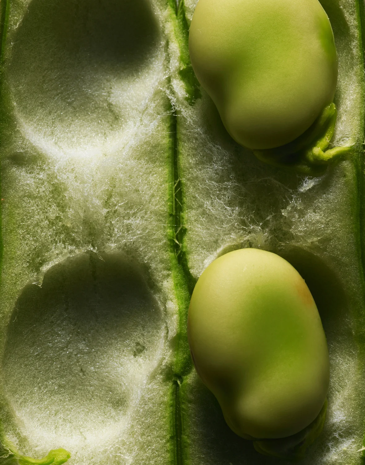 Fava_02.jpg