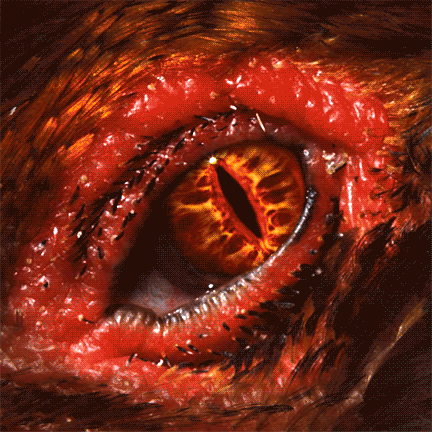 dinoEye_432.gif