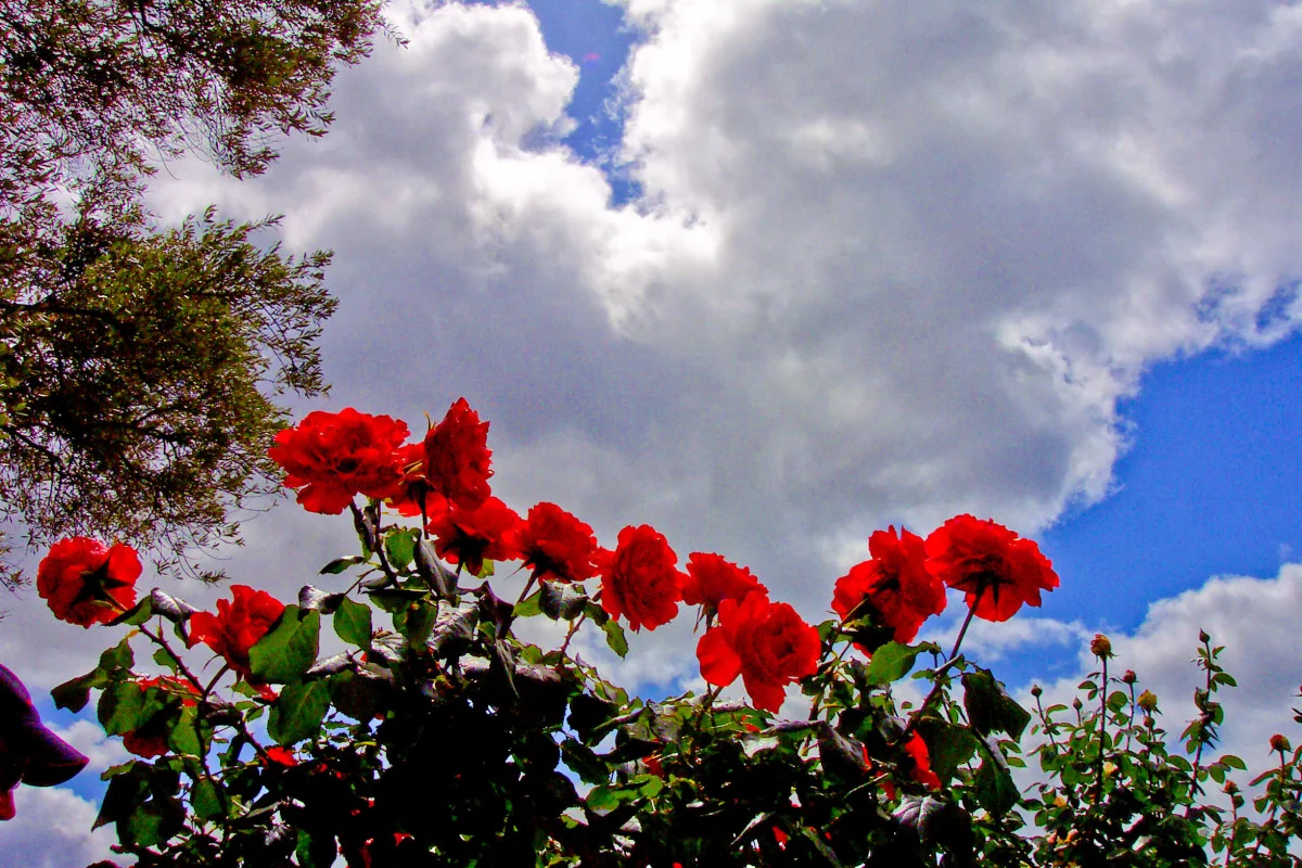arboretum.jpg